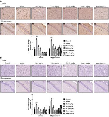 Corrigendum: Multi-protection of DL0410 in ameliorating cognitive defects in D-galactose induced aging mice